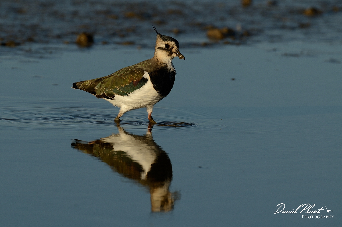 David Plant Photography - Wildlife Photography - Lapwing - M.jpg - Lapwing with reflection - Norfolk