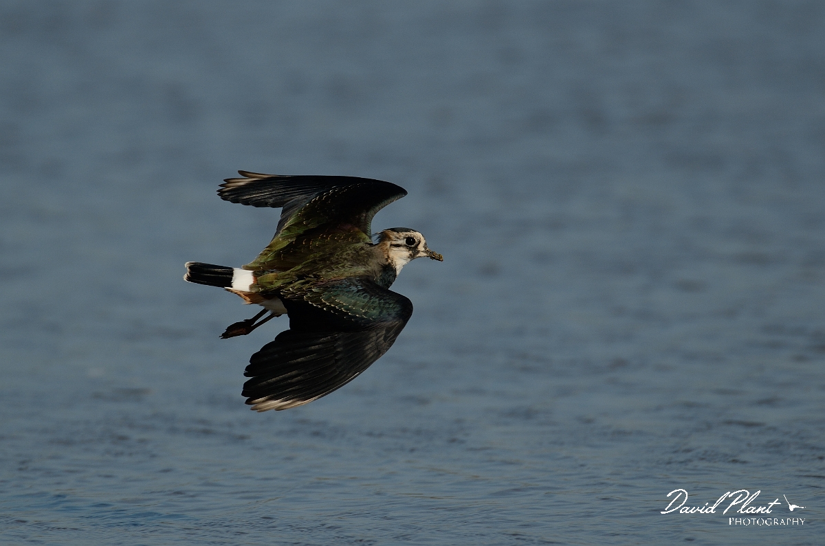 David Plant Photography - Wildlife Photography - Lapwing - N.jpg - Lapwing in flight - Norfolk