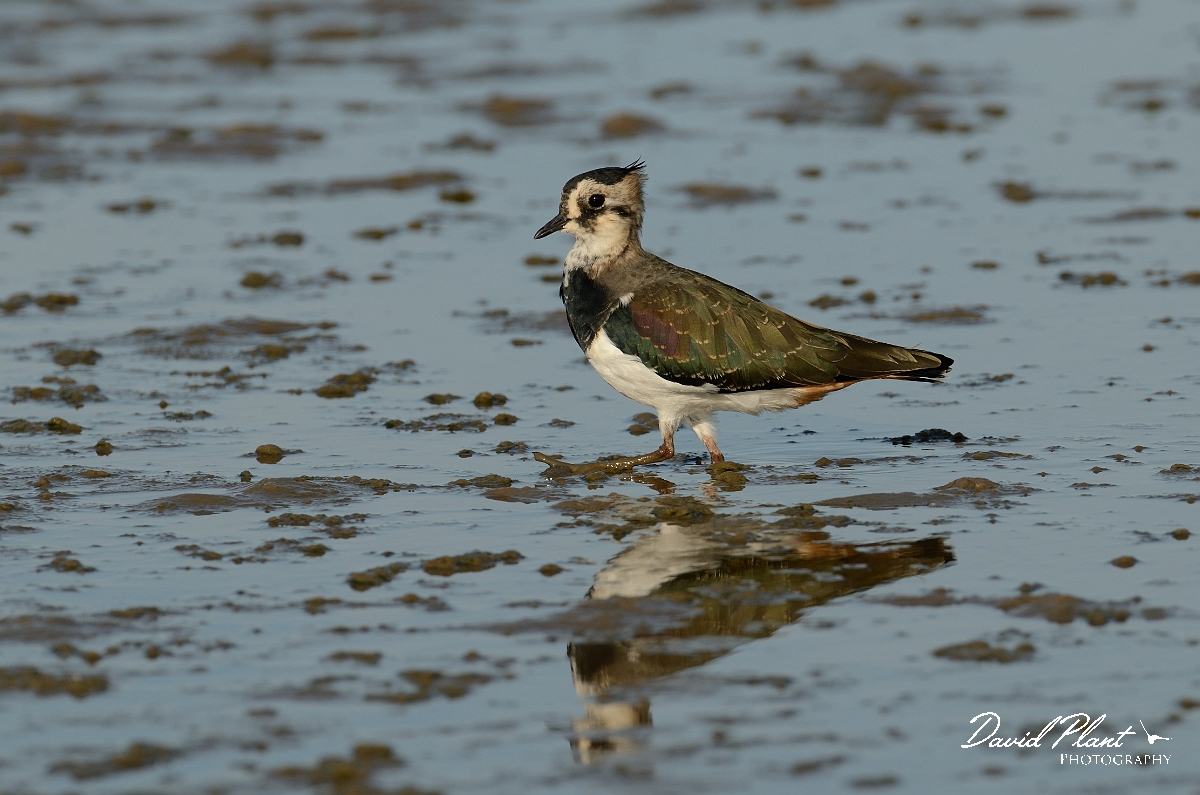 David Plant Photography - Wildlife Photography - Lapwing - O.jpg - Lapwing on mud - Norfolk