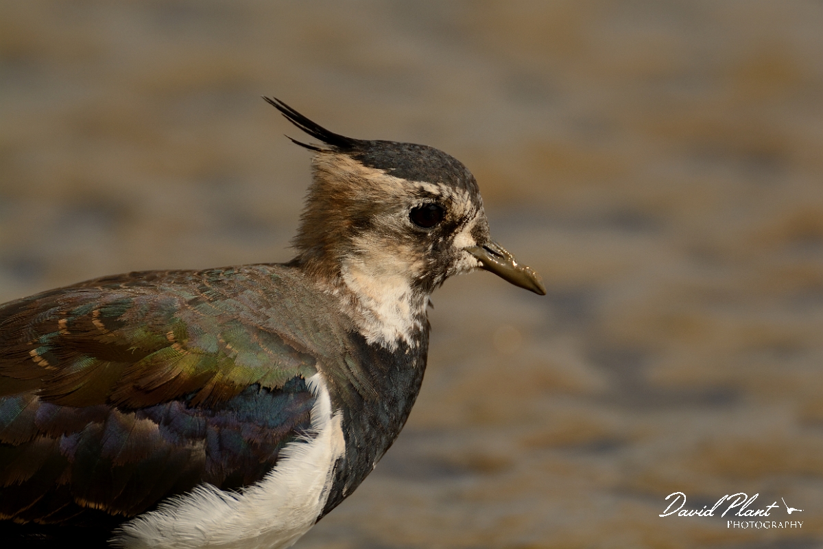 David Plant Photography - Wildlife Photography - Lapwing - Q.jpg - Lapwing head - Norfolk