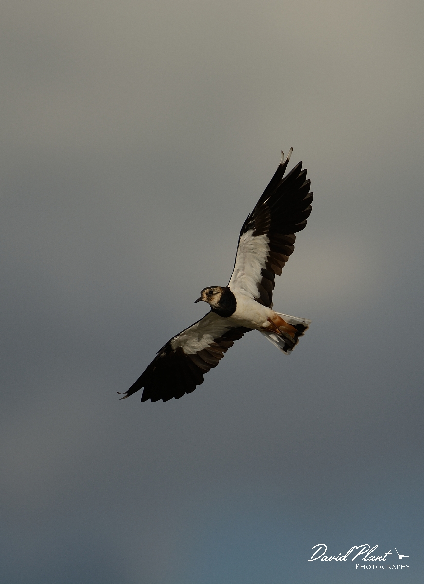 David Plant Photography - Wildlife Photography - Lapwing - S.jpg - Lapwing in flight - Norfolk