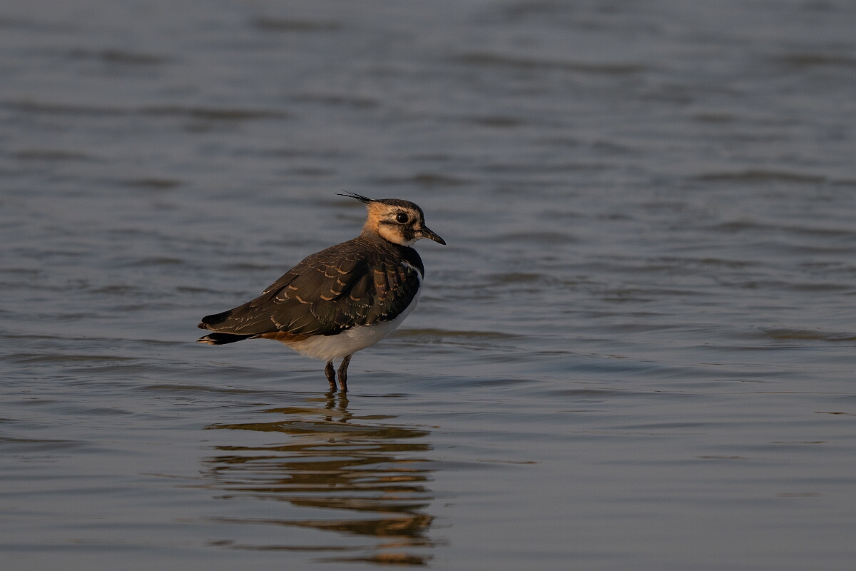 David Plant Photography - Wildlife Photography - Lapwing - T.jpg - Lapwing, Vanellus vanellus - Norfolk
