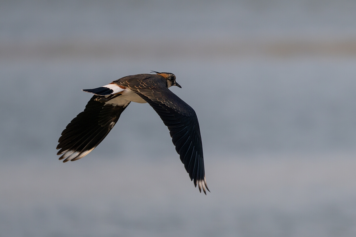 David Plant Photography - Wildlife Photography - Lapwing - U.jpg - Lapwing, Vanellus vanellus - Norfolk