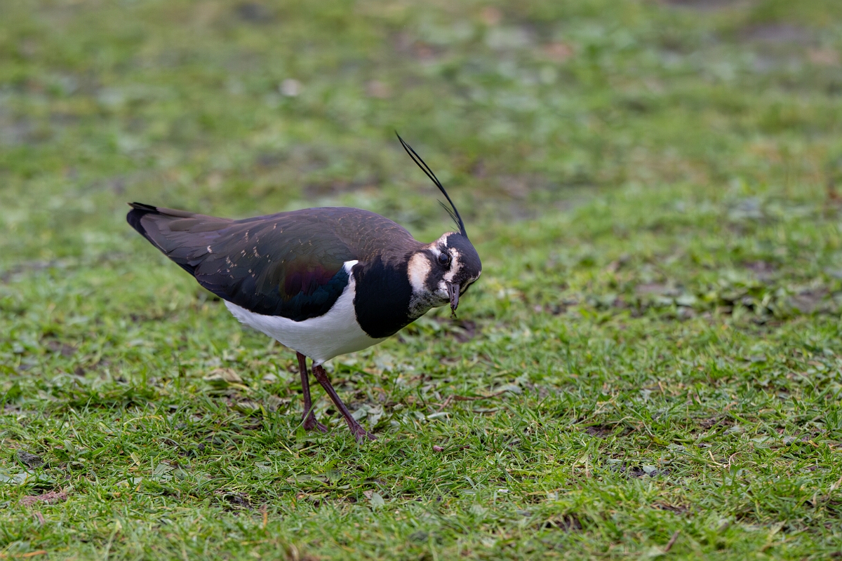David Plant Photography - Wildlife Photography - Lapwing - V.jpg - Lapwing - Gloucestershire