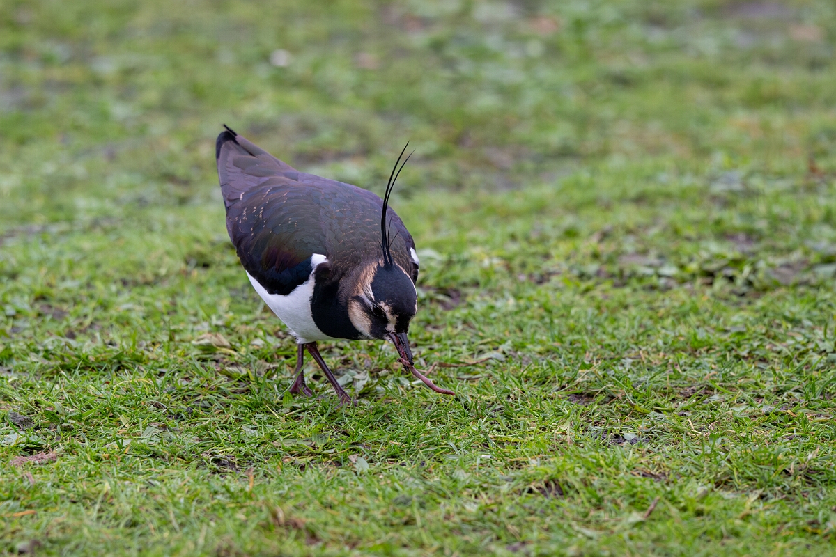David Plant Photography - Wildlife Photography - Lapwing - Y.jpg - Lapwing - Gloucestershire
