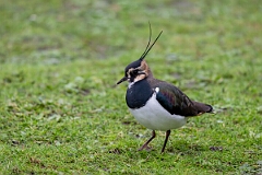 David Plant Photography - Wildlife Photography - Lapwing - AA