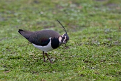 David Plant Photography - Wildlife Photography - Lapwing - V