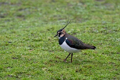 David Plant Photography - Wildlife Photography - Lapwing - W