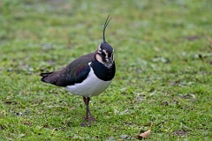 David Plant Photography - Wildlife Photography - Lapwing - X