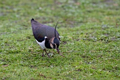 David Plant Photography - Wildlife Photography - Lapwing - Y