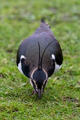 David Plant Photography - Wildlife Photography - Lapwing - Z