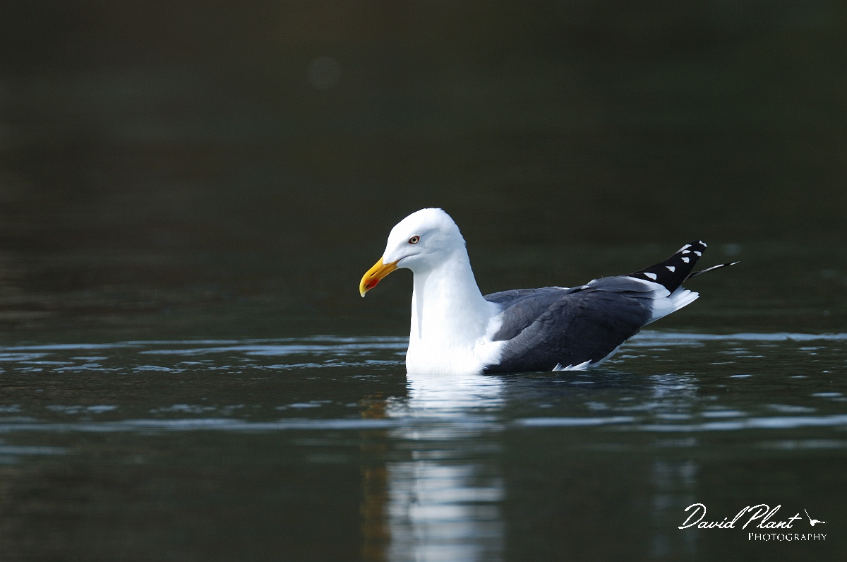 David Plant Photography - Wildlife Photographer - Lesser black-backed gull - B.jpg - Lesser black-backed gull - Forest of Dean