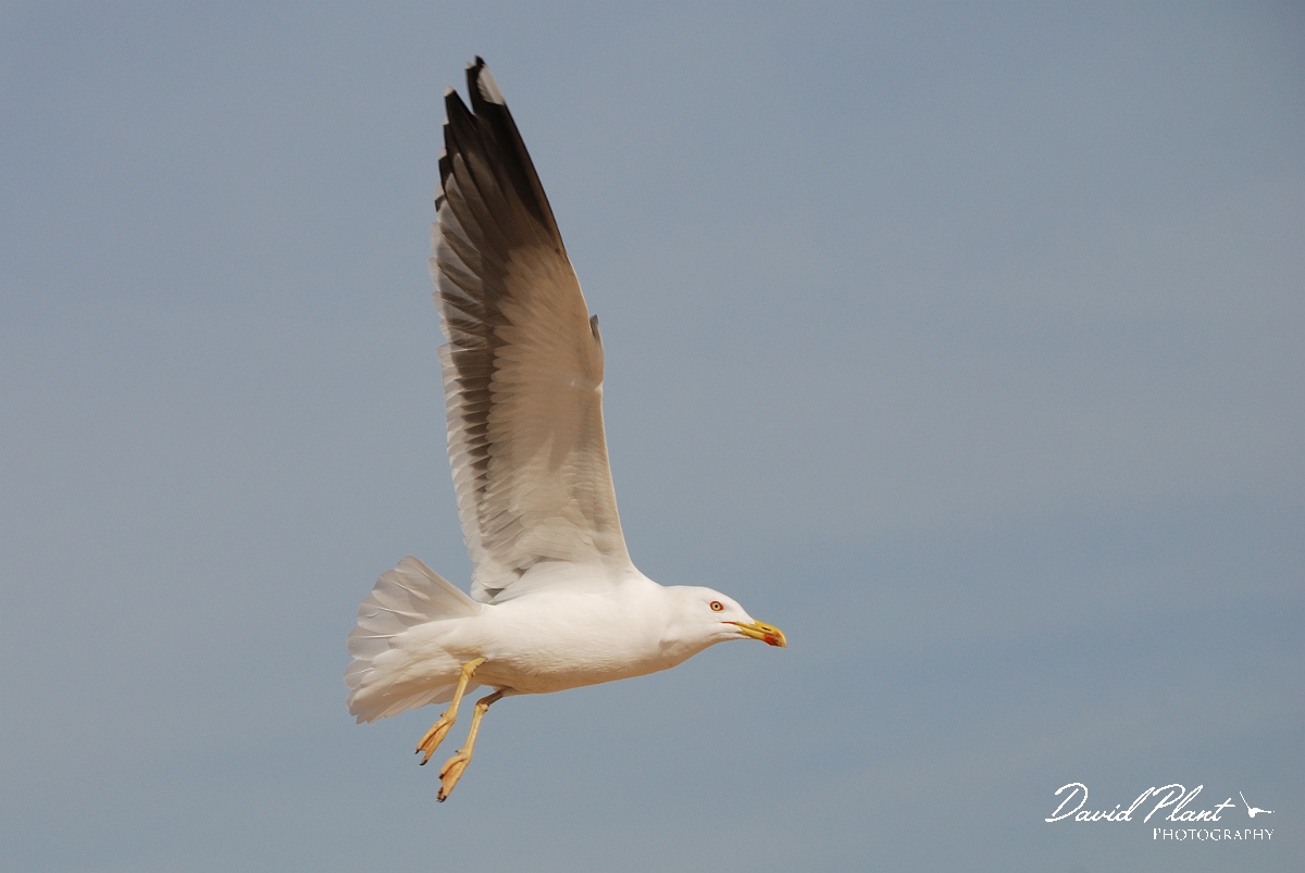 David Plant Photography - Wildlife Photography - Lesser black-backed gull - D.jpg - Lesser black-backed gull flying - Norfolk