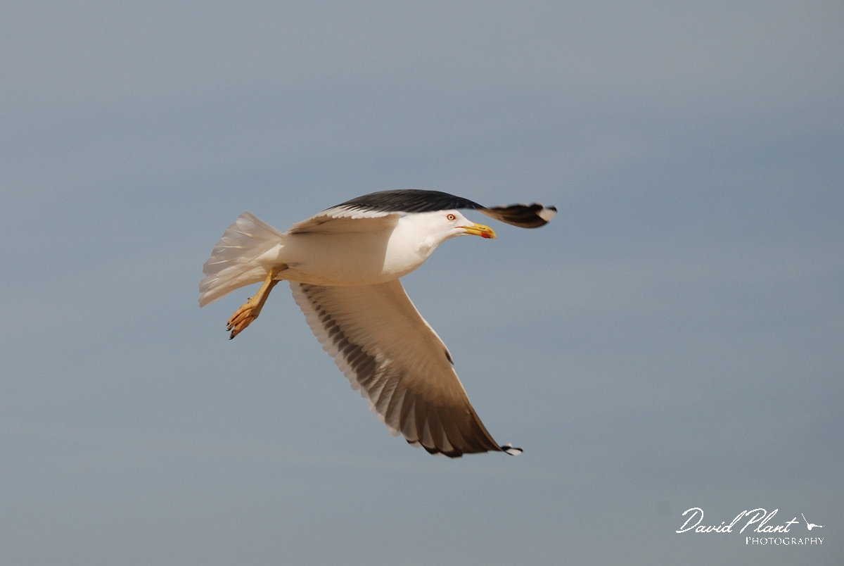 David Plant Photography - Wildlife Photography - Lesser black-backed gull - E.jpg - Lesser black-backed gull flying - Norfolk