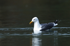 David Plant Photography - Wildlife Photographer - Lesser black-backed gull - B