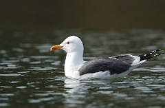 David Plant Photography - Wildlife Photographer - Lesser black-backed gull - C