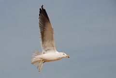 David Plant Photography - Wildlife Photography - Lesser black-backed gull - D