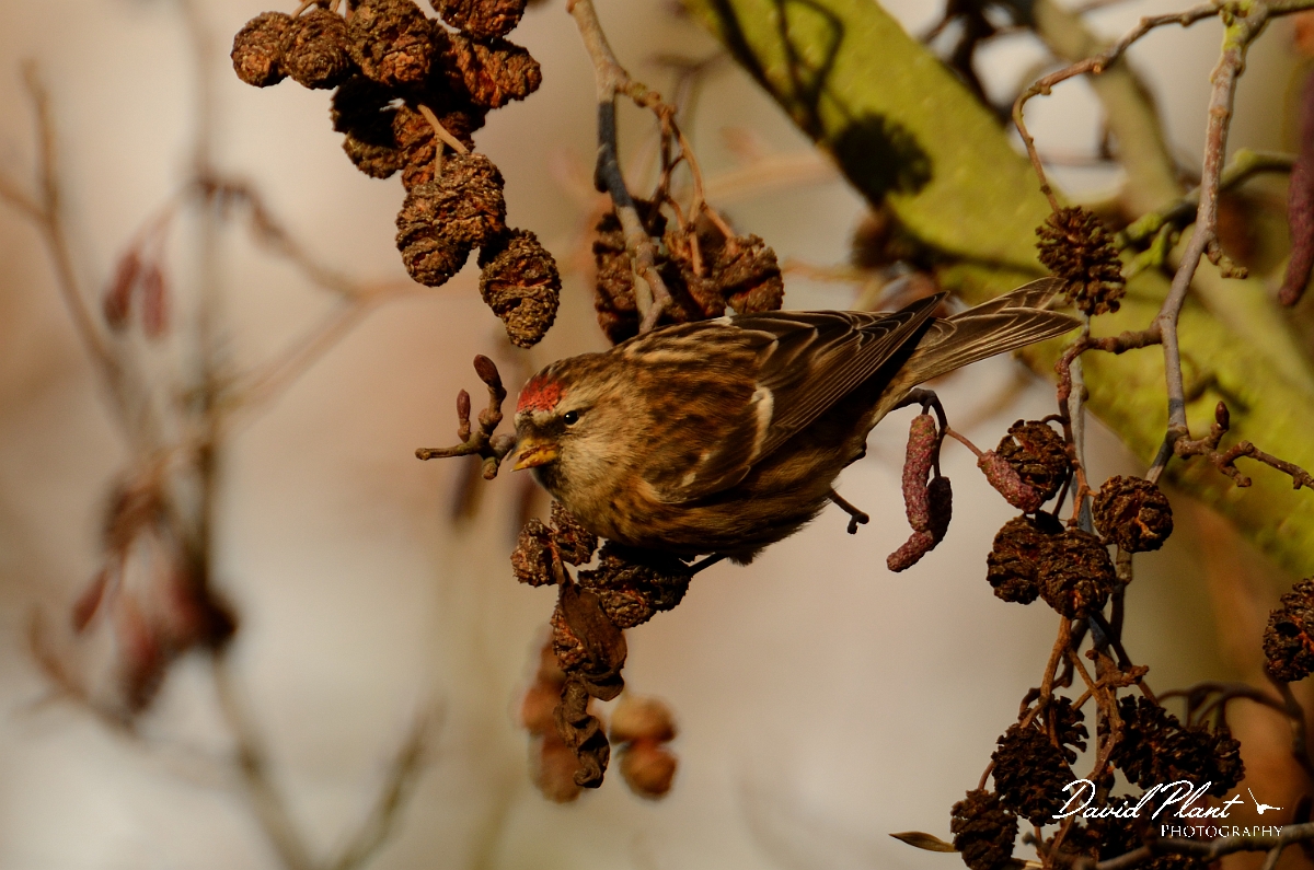 David Plant Photography - Wildlife Photography - Lesser redpoll - A.jpg - Lesser redpoll on alder - Norfolk