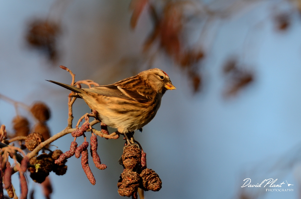 David Plant Photography - Wildlife Photography - Lesser redpoll - B.jpg - Lesser redpoll - Norfolk
