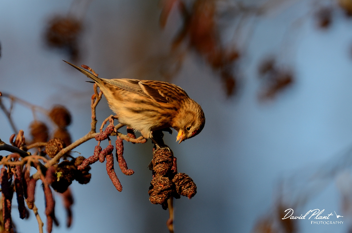 David Plant Photography - Wildlife Photography - Lesser redpoll - C.jpg - Lesser redpoll feeding on alder - Norfolk