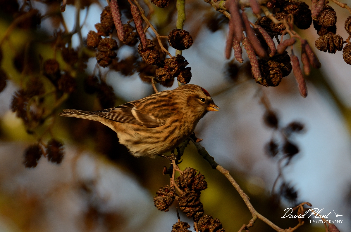 David Plant Photography - Wildlife Photography - Lesser redpoll - D.jpg - Lesser redpoll on alder - Norfolk