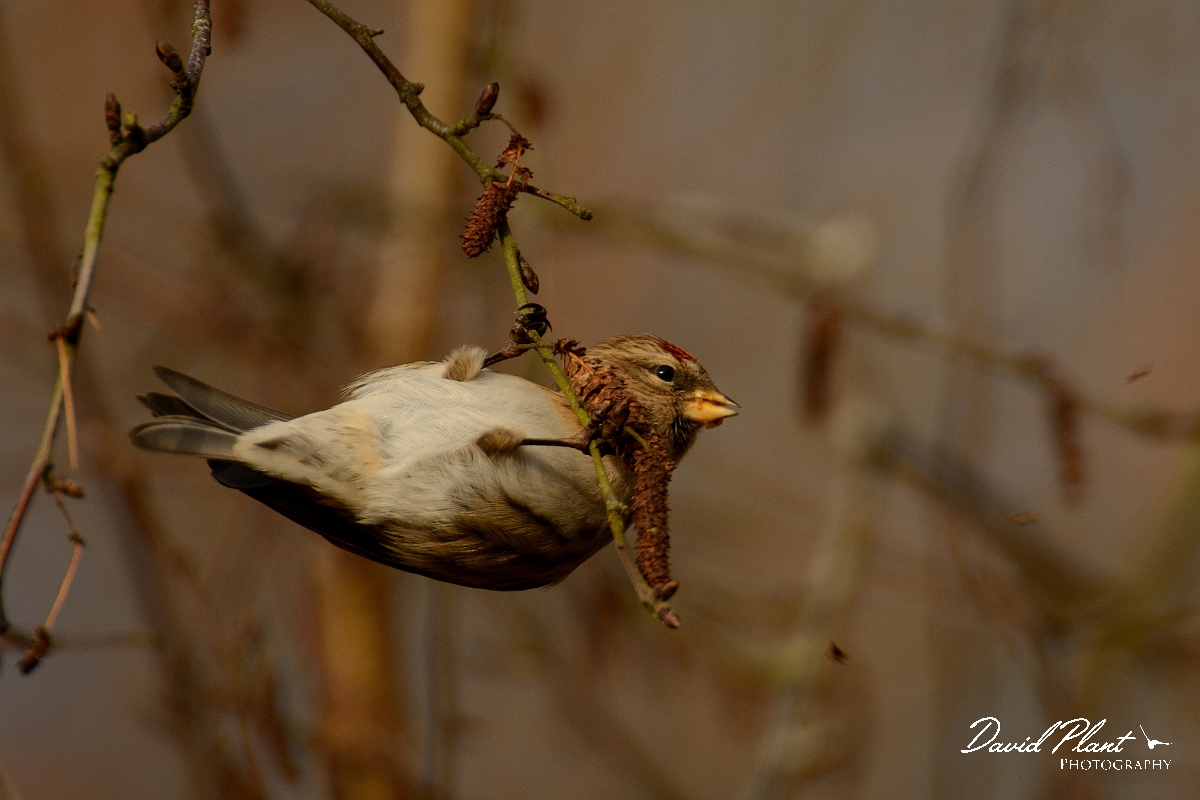 David Plant Photography - Wildlife Photography - Lesser redpoll - E.jpg - Lesser redpoll feeding - Gloucestershire