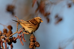 David Plant Photography - Wildlife Photography - Lesser redpoll - B