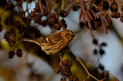 David Plant Photography - Wildlife Photography - Lesser redpoll - D