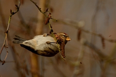David Plant Photography - Wildlife Photography - Lesser redpoll - E