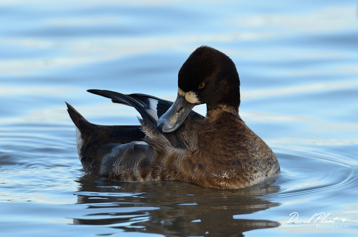 David Plant Photography - Wildlife Photography - Lesser scaup - A.jpg - Lesser scaup, female preening - Slimbridge