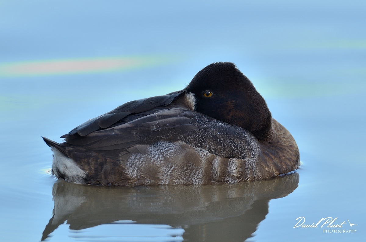David Plant Photography - Wildlife Photography - Lesser scaup - B.jpg - Lesser scaup, female resting - Slimbridge
