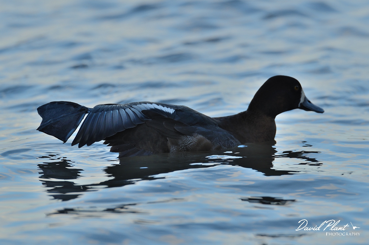 David Plant Photography - Wildlife Photography - Lesser scaup - F.jpg - Lesser scaup, female stretching its wing - Slimbridge