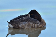 David Plant Photography - Wildlife Photography - Lesser scaup - B