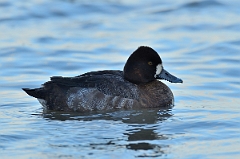 David Plant Photography - Wildlife Photography - Lesser scaup - D