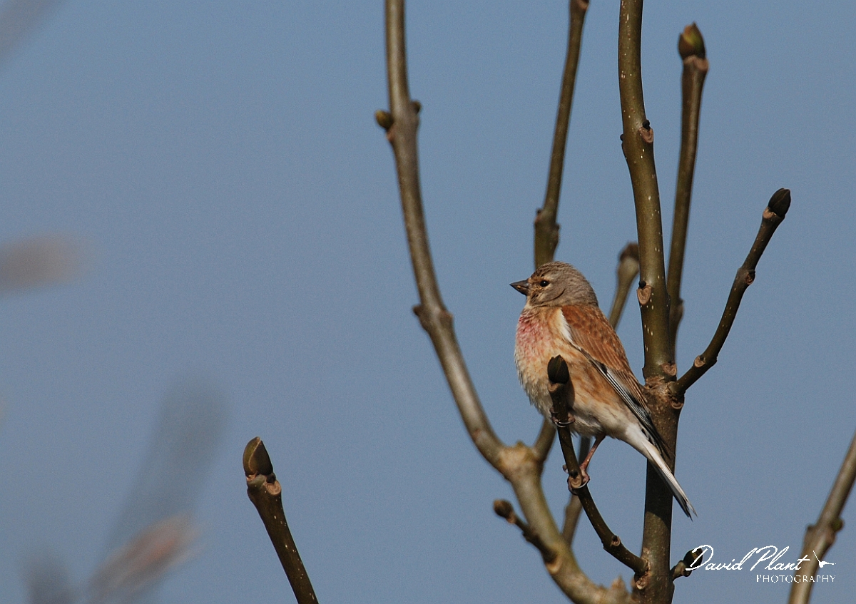David Plant Photography - Wildlife Photographer - Linnet - B.jpg - Linnet, male - Cleeve Hill