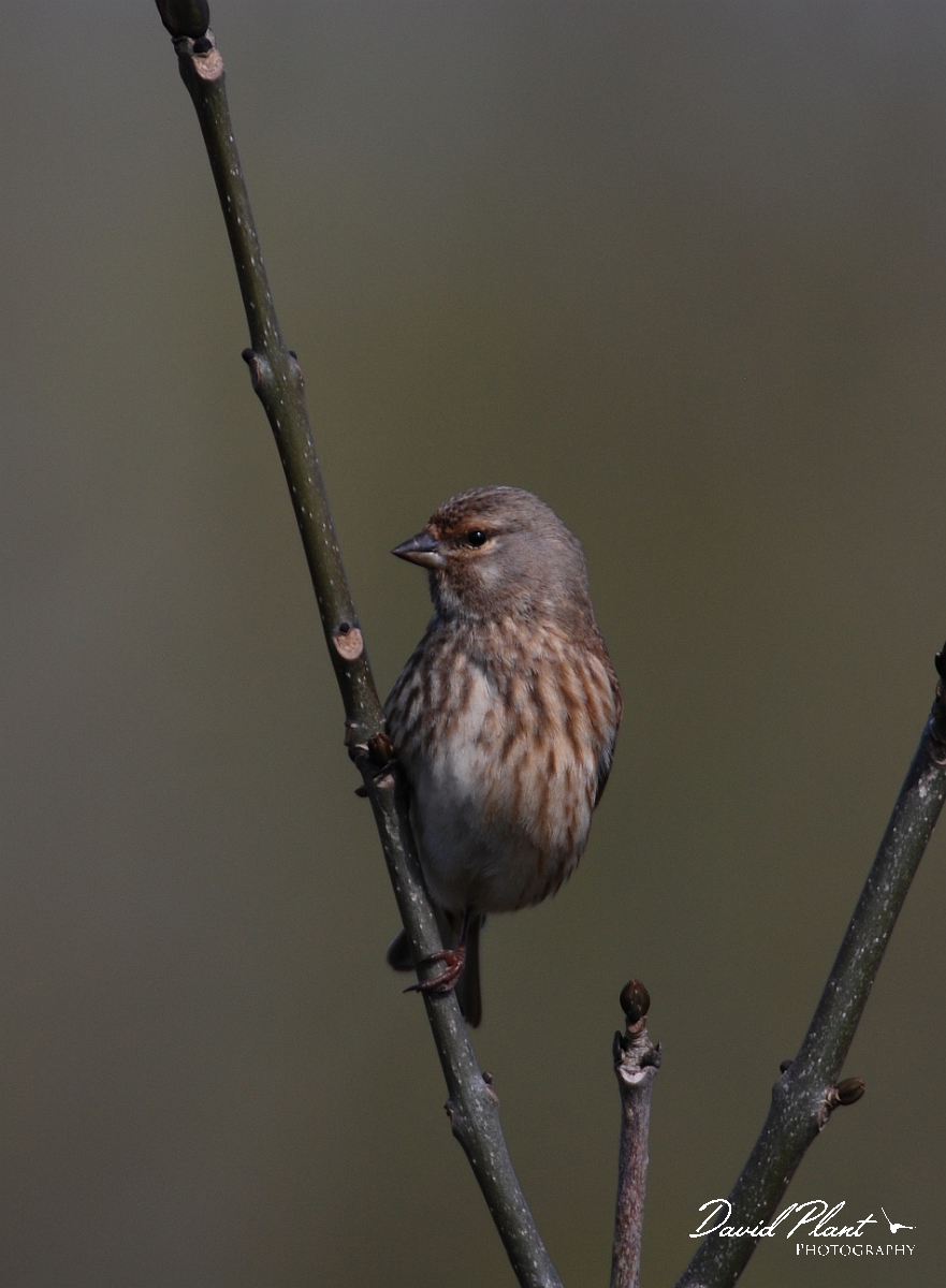 David Plant Photography - Wildlife Photographer - Linnet - C.jpg - Linnet, female - Cleeve Hill