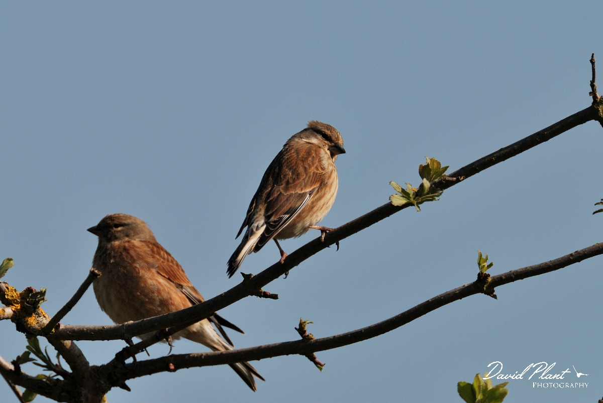 David Plant Photography - Wildlife Photographer - Linnet pair - D.jpg - Linnet pair - Cambridgeshire