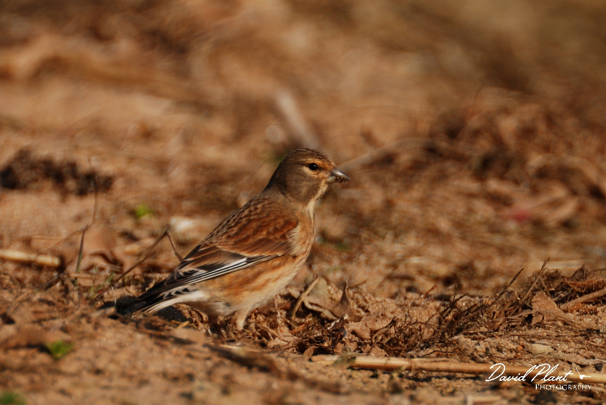 David Plant Photography - Wildlife Photography - Linnet - E.jpg - Linnet on beach - Norfolk