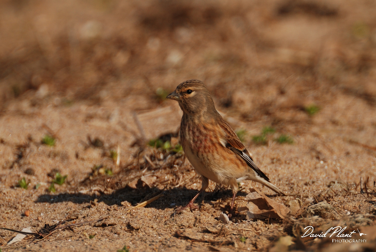David Plant Photography - Wildlife Photography - Linnet - F.jpg - Linnet on beach - Norfolk