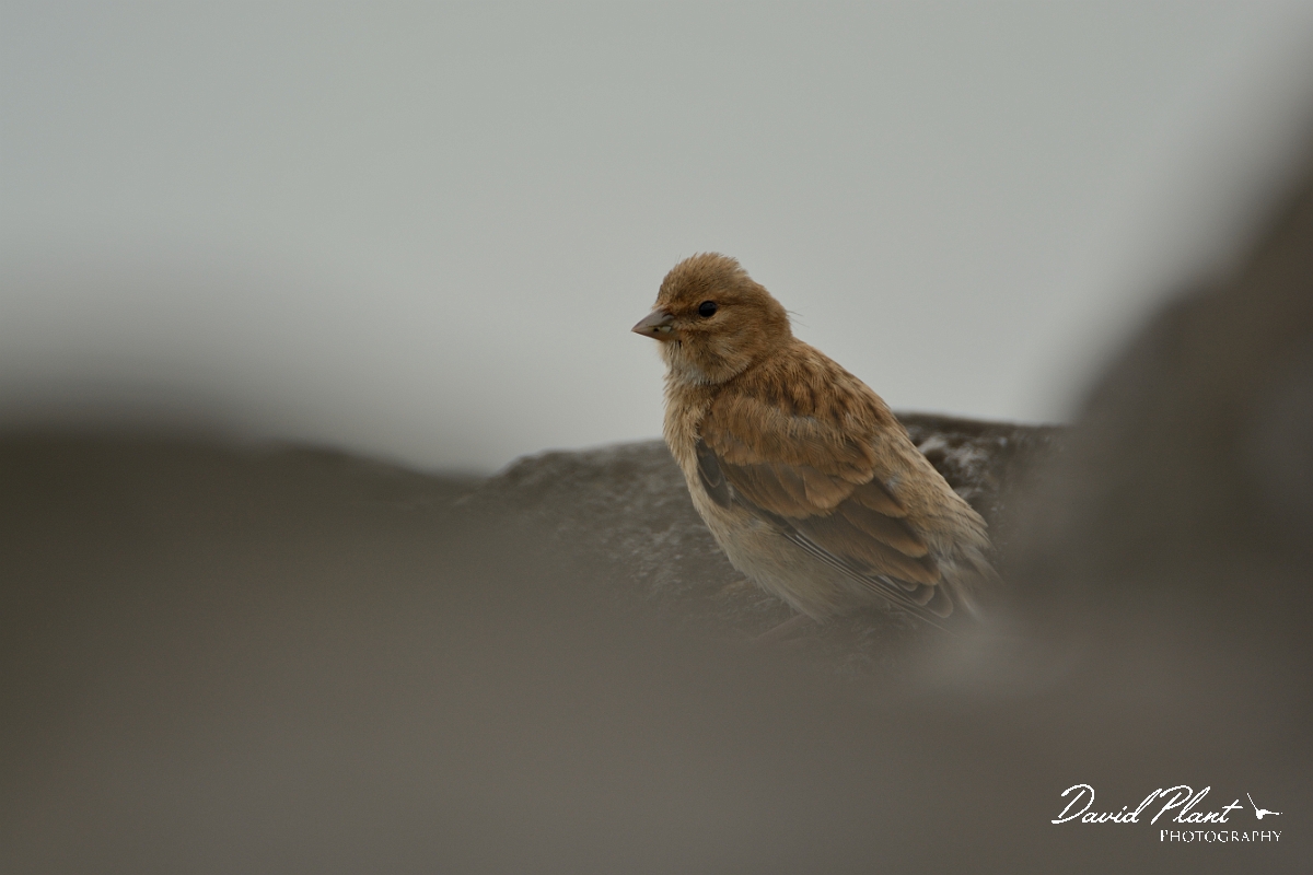 David Plant Photography - Wildlife Photography - Linnet - G.jpg - Linnet between rocks - Rutland