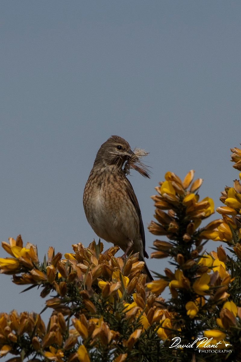 David Plant Photography - Wildlife Photography - Linnet - J.JPG - Linnet, female with feathers for nest - Dorset