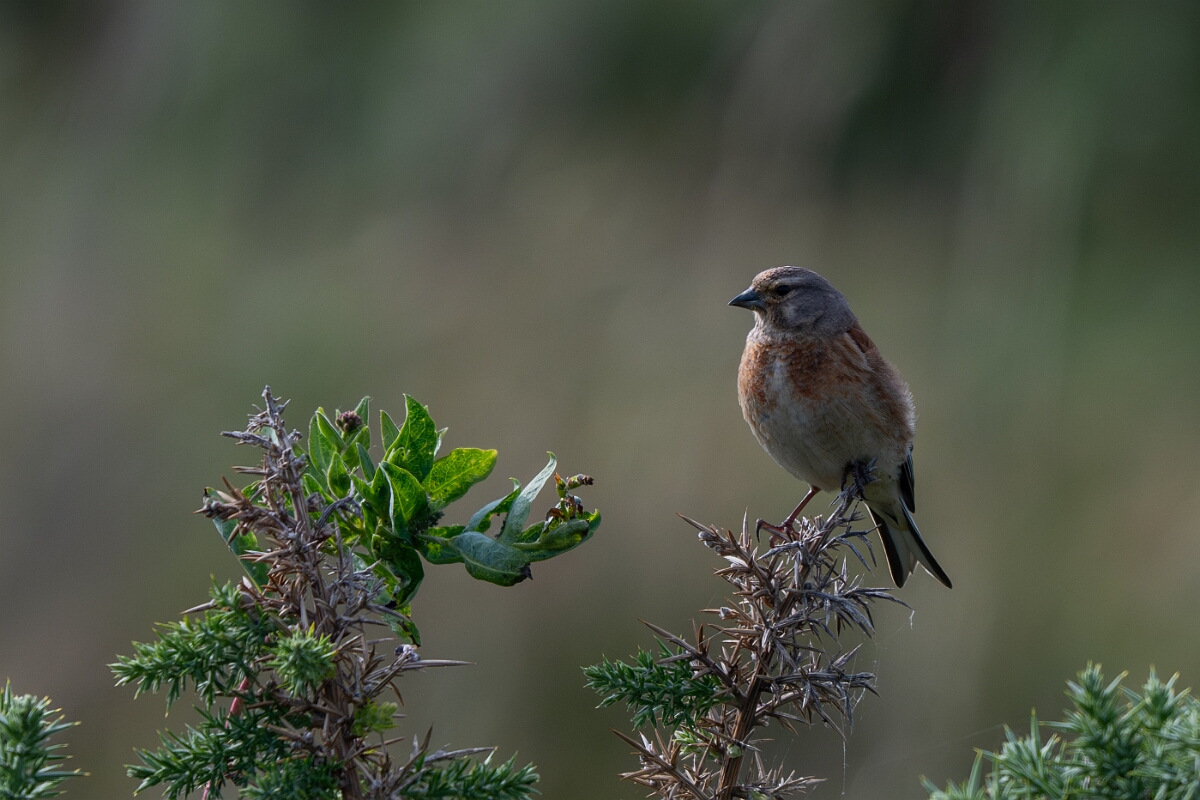 David Plant Photography - Wildlife Photography - Linnet - M.jpg - Linnet - Suffolk
