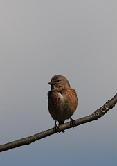 David Plant Photography - Wildlife Photographer - Linnet - A