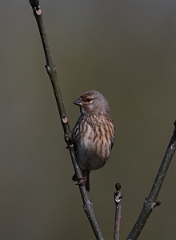 David Plant Photography - Wildlife Photographer - Linnet - C