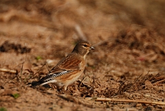 David Plant Photography - Wildlife Photography - Linnet - E