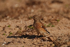David Plant Photography - Wildlife Photography - Linnet - F