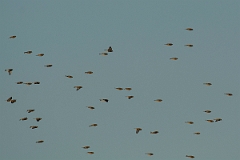 David Plant Photography - Wildlife Photography - Linnet - H