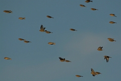 David Plant Photography - Wildlife Photography - Linnet - I
