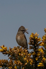 David Plant Photography - Wildlife Photography - Linnet - J