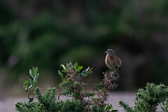 David Plant Photography - Wildlife Photography - Linnet - N